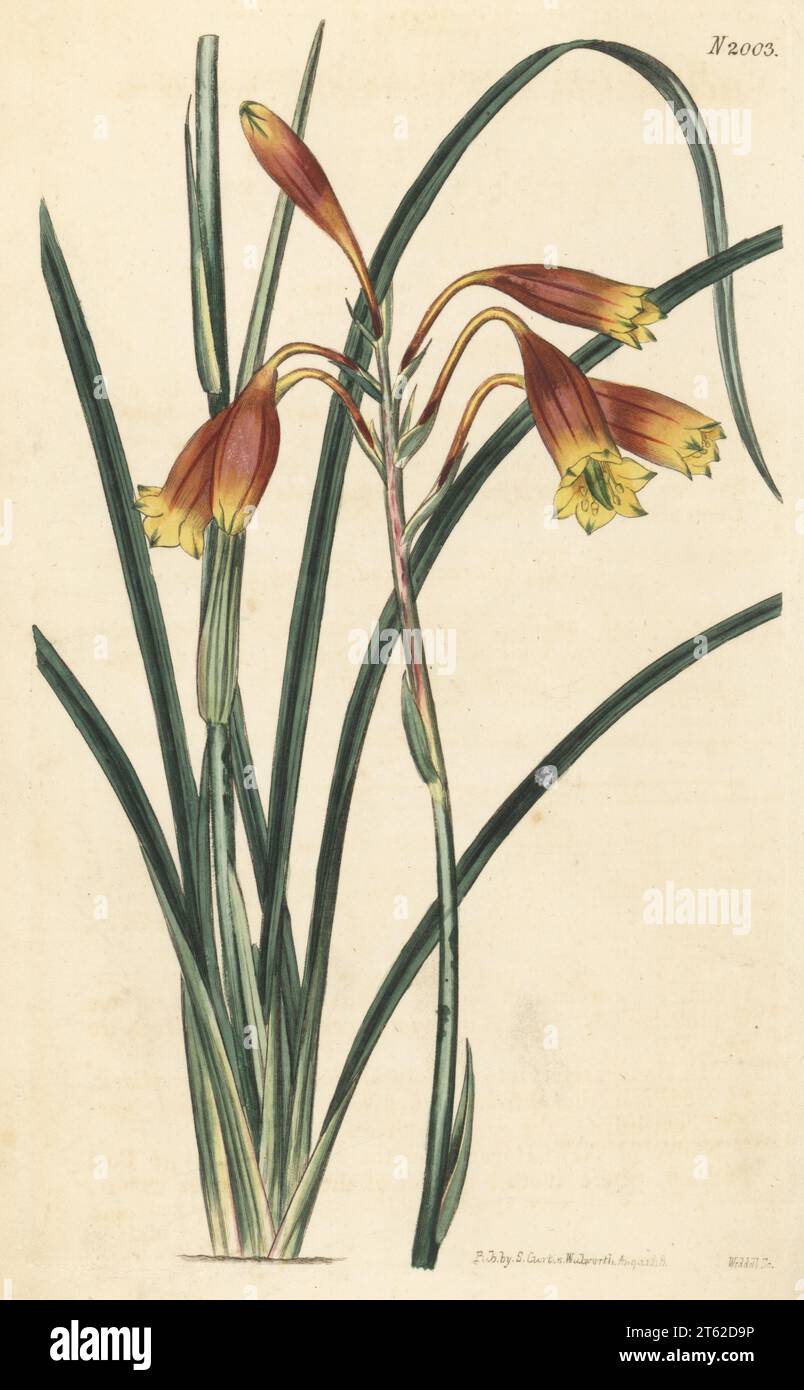 Christmas bells, gadigalbudyari or showy blandfordia, Blandfordia nobilis. Native to New Holland (Australia), named for the Marquis of Blandford. Handcoloured copperplate engraving by Weddell after a botanical illustration by an unknown artist from Curtis’s Botanical Magazine, edited by John Sims, London, 1818. Stock Photo
