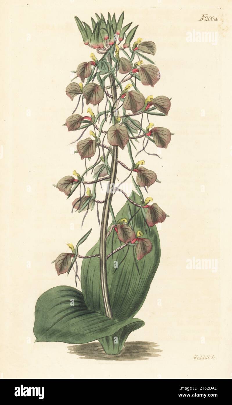 Brown widelip orchid, Liparis liliifolia (Ophrys lilifolia). Lily-leaved malaxis, Malaxis lilifolia. Native of North America, first raised in the garden of Peter Collinson. Handcoloured copperplate engraving by Weddell after a botanical illustration by an unknown artist from Curtis’s Botanical Magazine, edited by John Sims, London, 1818. Stock Photo