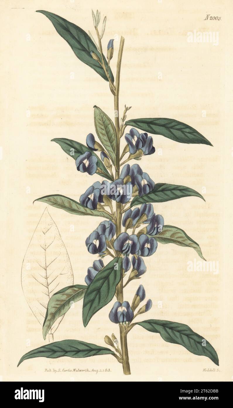 Tree hovea or karri blue bush, Hovea elliptica. Native to Western Australia, brought to Europe by French naturalist Captain Nicolas Baudin. Broad-leaved hovea, Hovea celsi. Handcoloured copperplate engraving by Weddell after a botanical illustration by an unknown artist from Curtis’s Botanical Magazine, edited by John Sims, London, 1818. Stock Photo