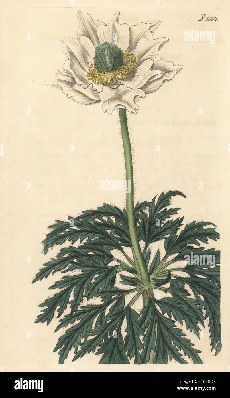 Alpine pasqueflower, Pulsatilla alpina. Native of Switzerland and Austria, raised by nurserymen Whitley, Brame and Milne. Alpine anemone, Anemone alpina alpha major. Handcoloured copperplate engraving after a botanical illustration by an unknown artist from Curtis’s Botanical Magazine, edited by John Sims, London, 1818. Stock Photo