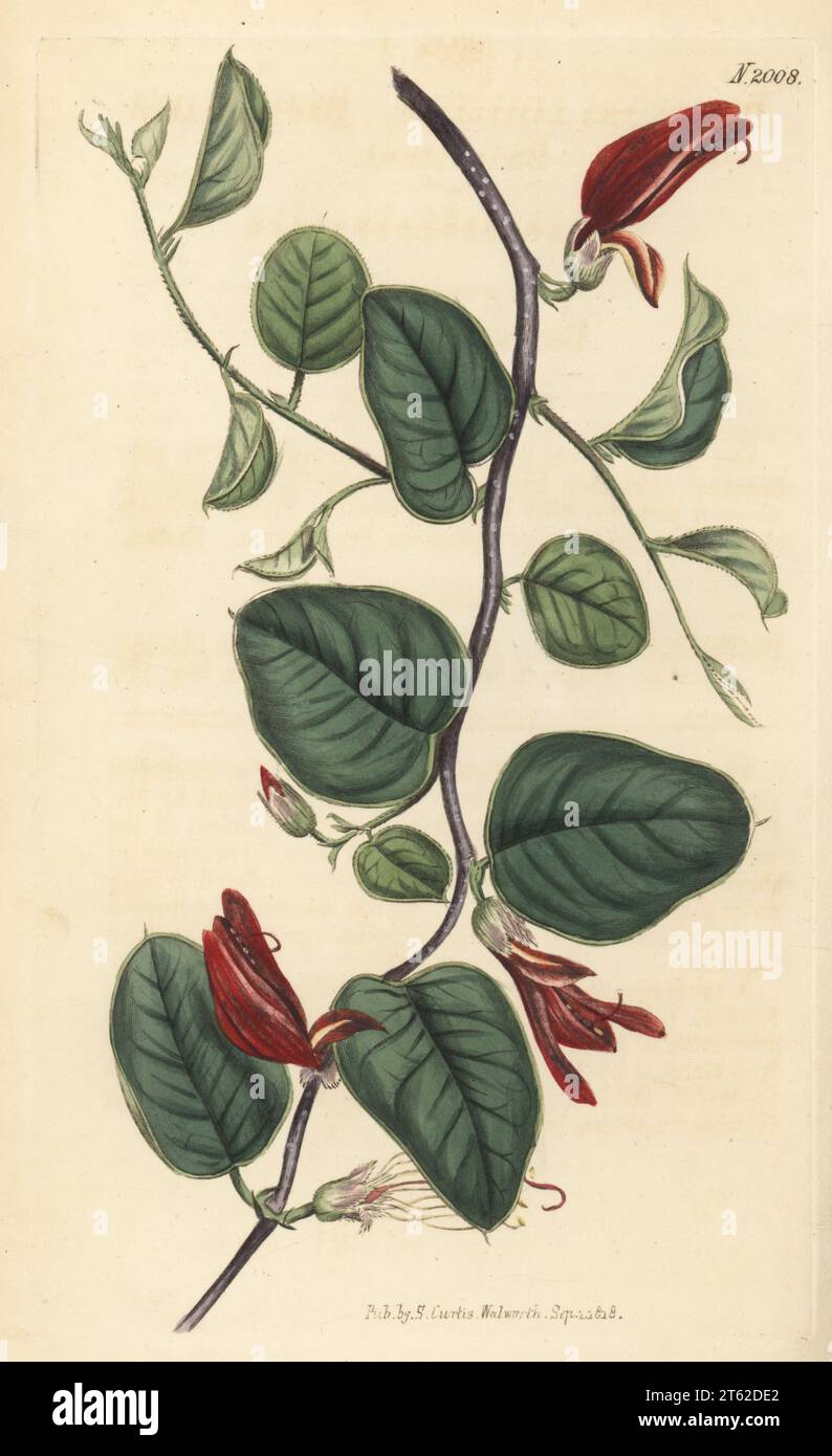 Broad-leaved brachysema, Gastrolobium minus (Brachysema latifolium). Native to western Australia, introduced to Kew Gardens by Peter Good, botanist on HMS Investigator.  Handcoloured copperplate engraving after a botanical illustration by an unknown artist from Curtis’s Botanical Magazine, edited by John Sims, London, 1818. Stock Photo