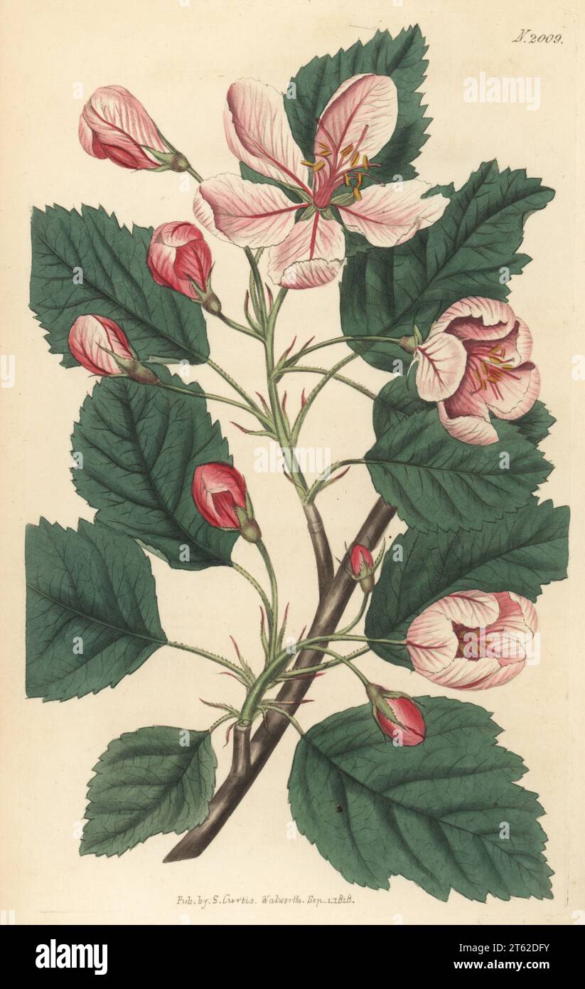 Sweet crabapple or garland crab, Malus coronaria. Native to North America, communicated by Quaker brewer John Walker of Arno's Grove. Sweet-scented crab-tree, Pyrus coronaria. Handcoloured copperplate engraving after a botanical illustration by an unknown artist from Curtis’s Botanical Magazine, edited by John Sims, London, 1818. Stock Photo
