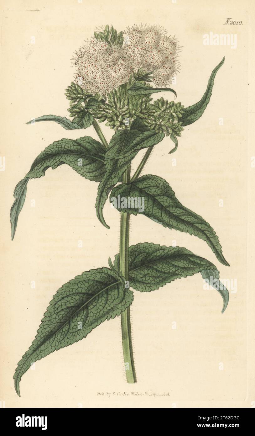 Boneset, agueweed, feverwort or sweating-plant, Eupatorium perfoliatum. Native American traditional medicinal plant, communicated by botanist Alymer Bourke Lambert from his collection at Boyton. Sage-leaved eupatorium, Eupatorium salviaefolium. Handcoloured copperplate engraving after a botanical illustration by an unknown artist from Curtis’s Botanical Magazine, edited by John Sims, London, 1818. Stock Photo