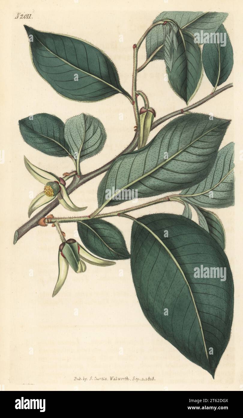 Cherimoya, chirimoya or chirimuya, Annona cherimola. Native to Central and South America, raised at the Bayswater hothouse of Mrs Elizabeth Wright, Comtesse de Vandes. Broad-leaved custard-apple, Annona tripetala. Handcoloured copperplate engraving after a botanical illustration by an unknown artist from Curtis’s Botanical Magazine, edited by John Sims, London, 1818. Stock Photo