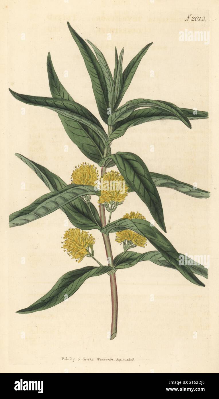 Swamp loosestrife or tufted loosestrife, Lysimachia thrysiflora. Handcoloured copperplate engraving after a botanical illustration by an unknown artist from Curtis’s Botanical Magazine, edited by John Sims, London, 1818. Stock Photo