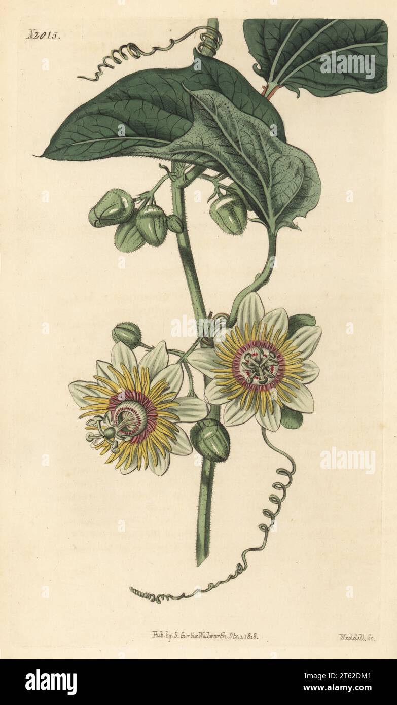 Silky-leaved passion-flower, Passiflora holosericea. Native of Vera Cruz, South America, sent by Scottish botanist William Houston to Chelsea Flower Garden in 1733. Drawn at the Bayswater hothouse of Mrs Elizabeth Wright, Comtesse de Vandes. Handcoloured copperplate engraving by Weddell after a botanical illustration by an unknown artist from Curtis’s Botanical Magazine, edited by John Sims, London, 1818. Stock Photo