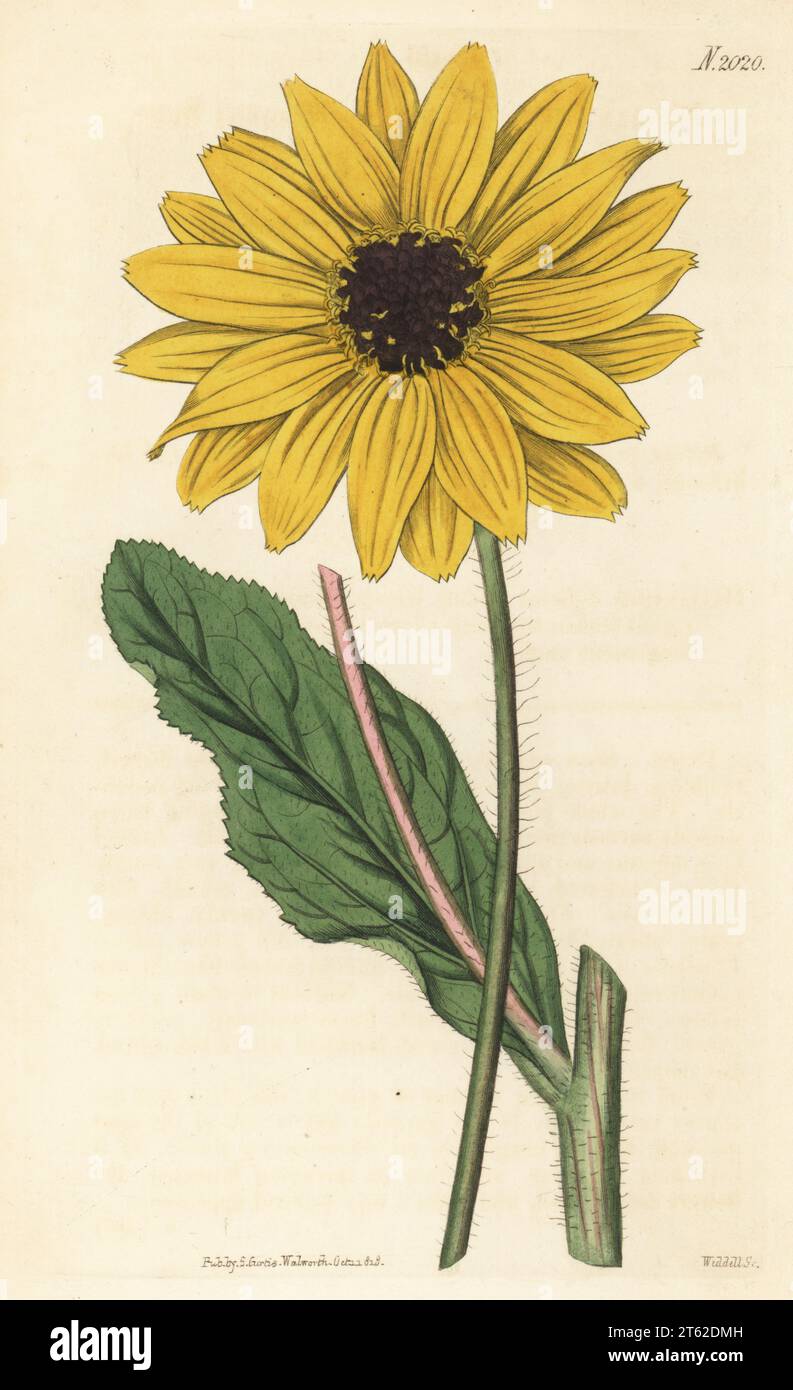 Stiff sunflower, Helianthus pauciflorus subsp. pauciflorus. Native of America, raised by botanist Alymer Bourke Lambert at Boyton. Missouri sunflower, Helianthus diffusus. Handcoloured copperplate engraving by Weddell after a botanical illustration by an unknown artist from Curtis’s Botanical Magazine, edited by John Sims, London, 1818. Stock Photo