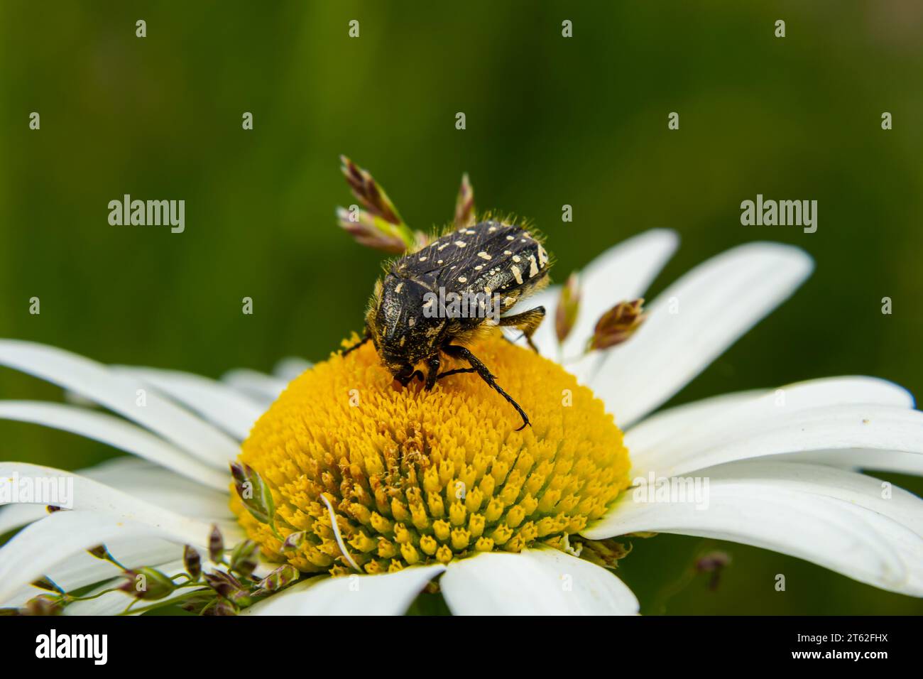White spotted rose beetle A Beneficial Insect for Pollination and