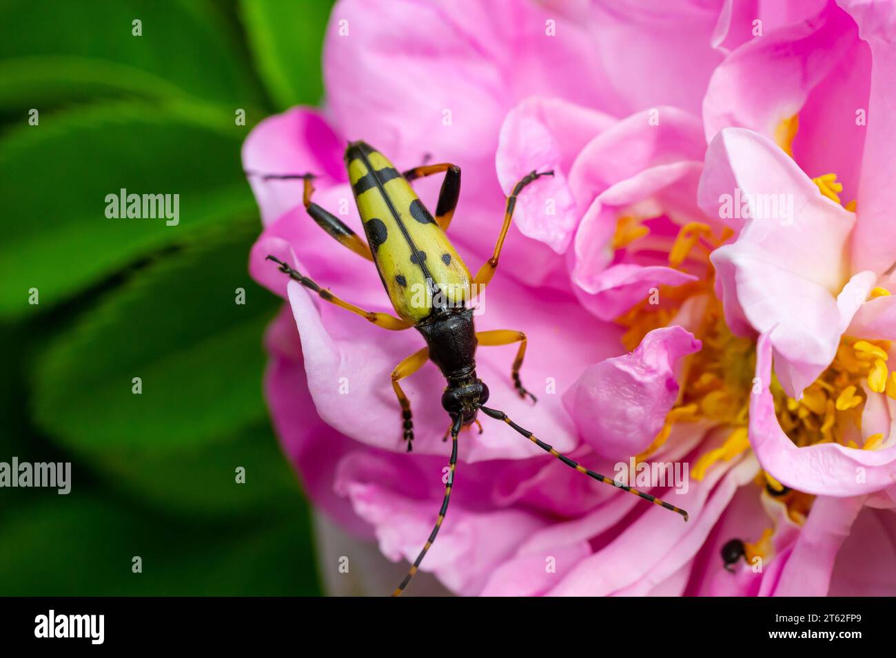 Closeup on a Spotted longhorn beetle, Leptura maculata on the pink flower, Daucus carota. Stock Photo