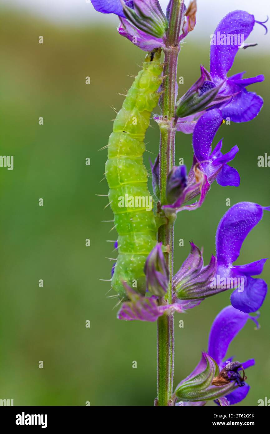 Caterpillar sliding along a stalk of sage with green background. Stock Photo