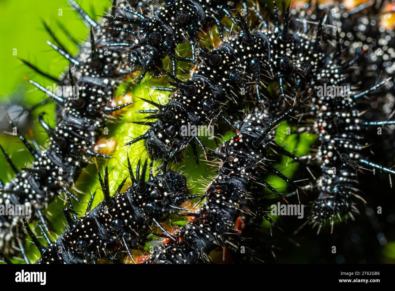 caterpillars of a European peacock butterfly on green leaves they feed ...