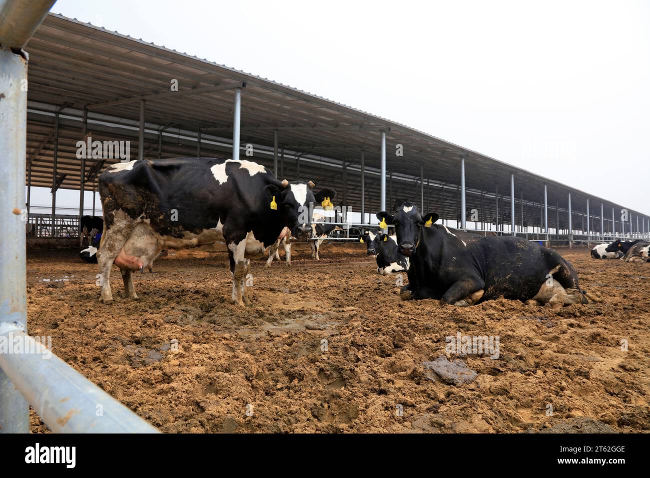 Dairy farm, Close-up photos Stock Photo - Alamy