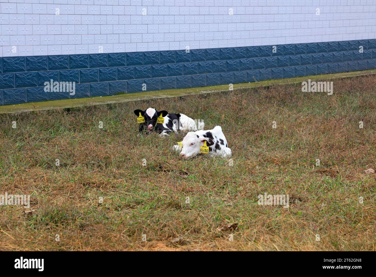 Dairy cattle in a farm Stock Photo - Alamy