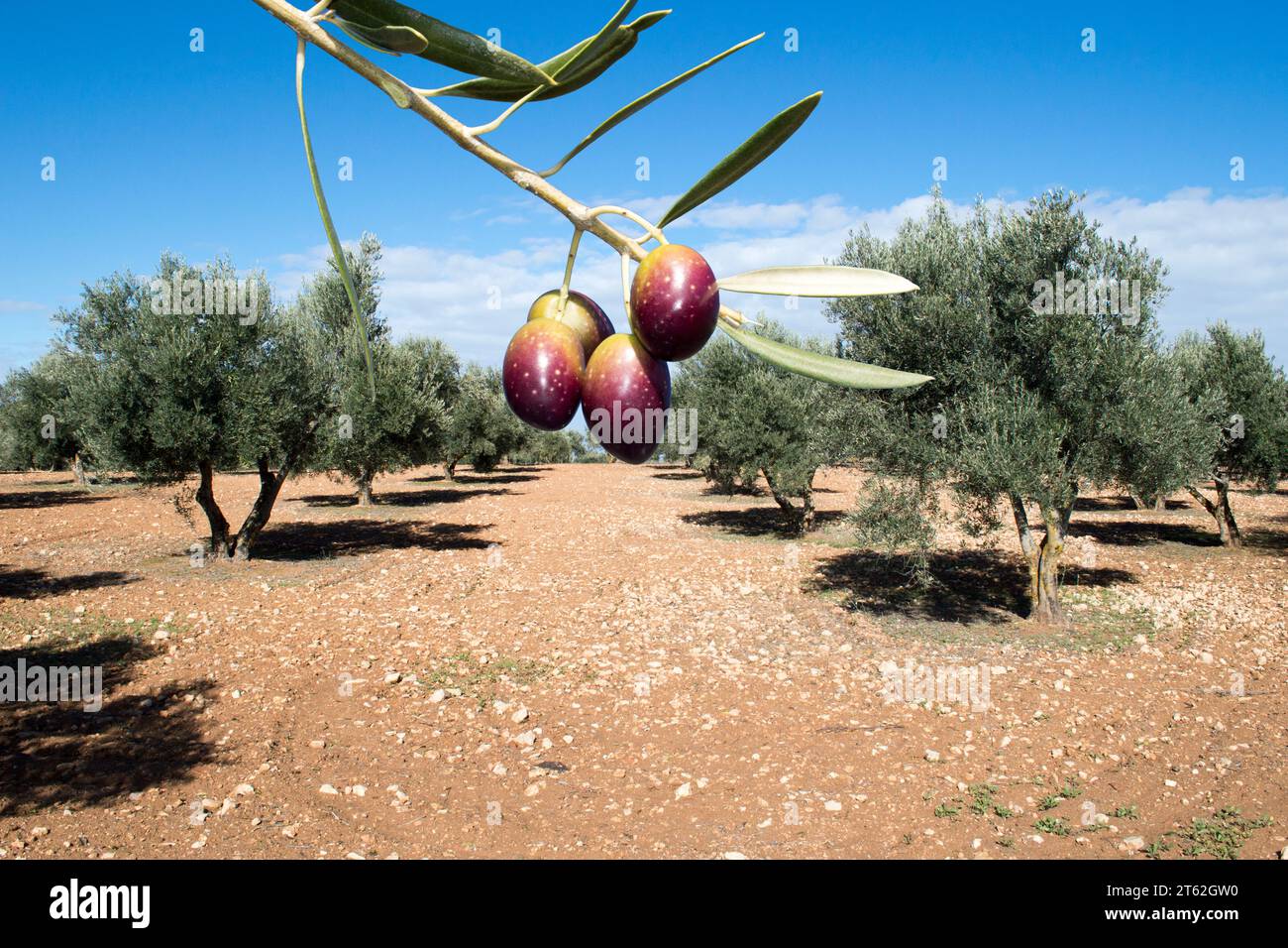 Olivos con aceituna madurando en invierno en olivar español Stock Photo