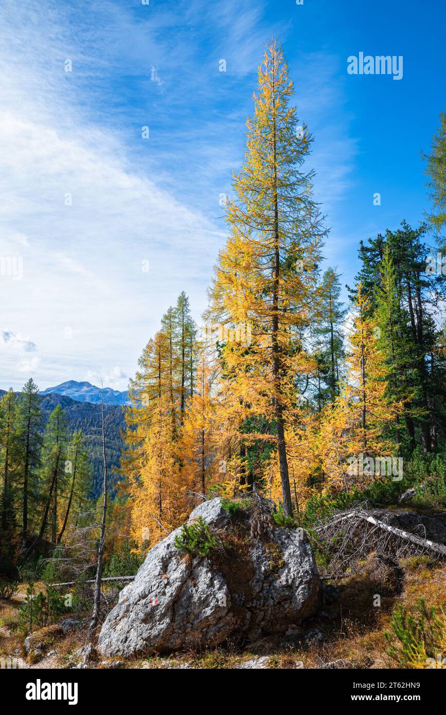 Golden larch trees in the Dolomites, Italy Stock Photo