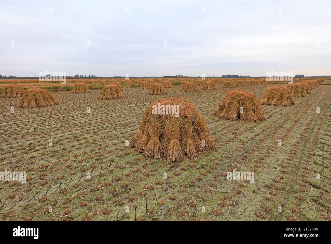 Rice weeds hi-res stock photography and images - Alamy
