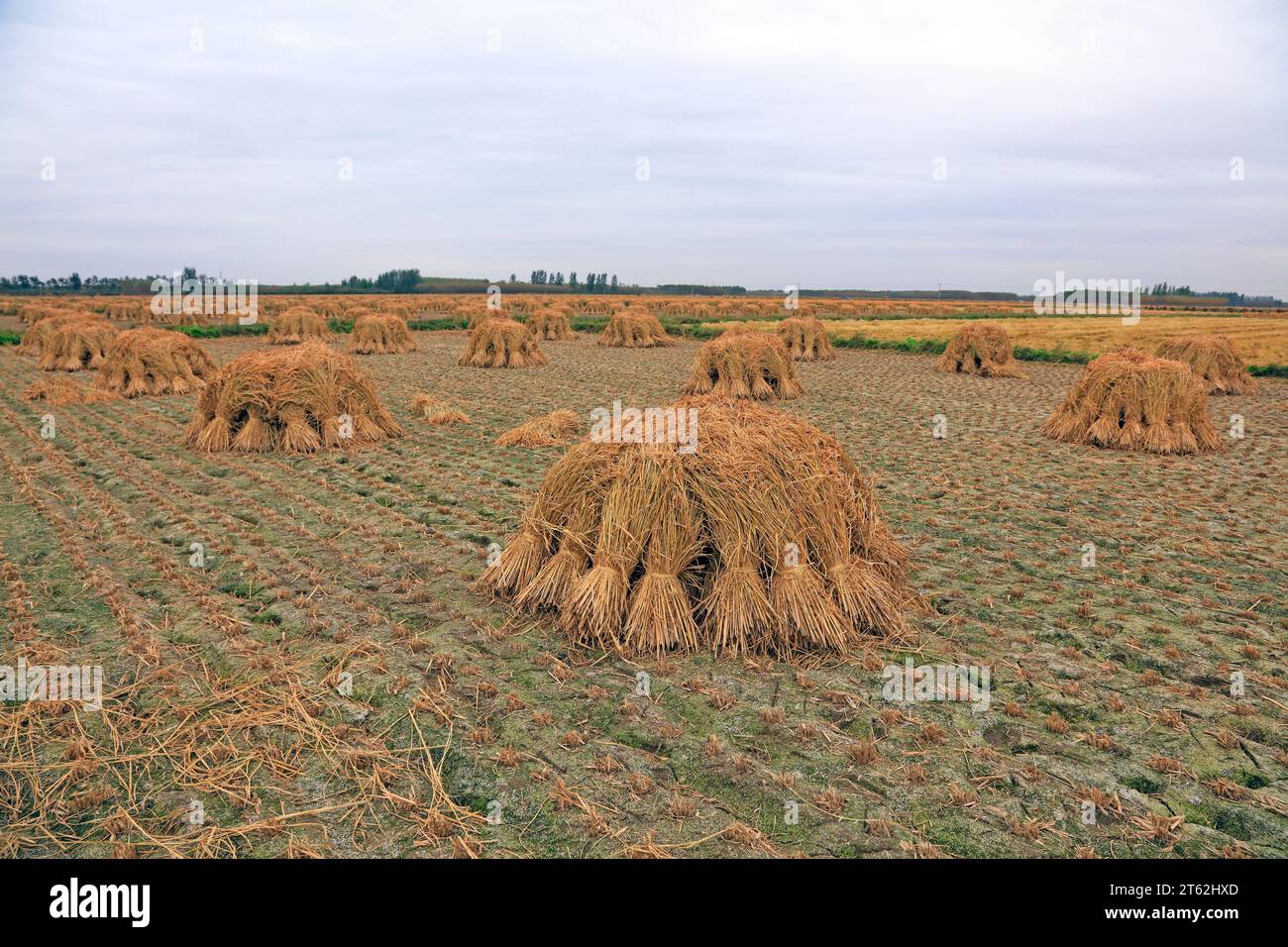 Rice weeds hi-res stock photography and images - Alamy