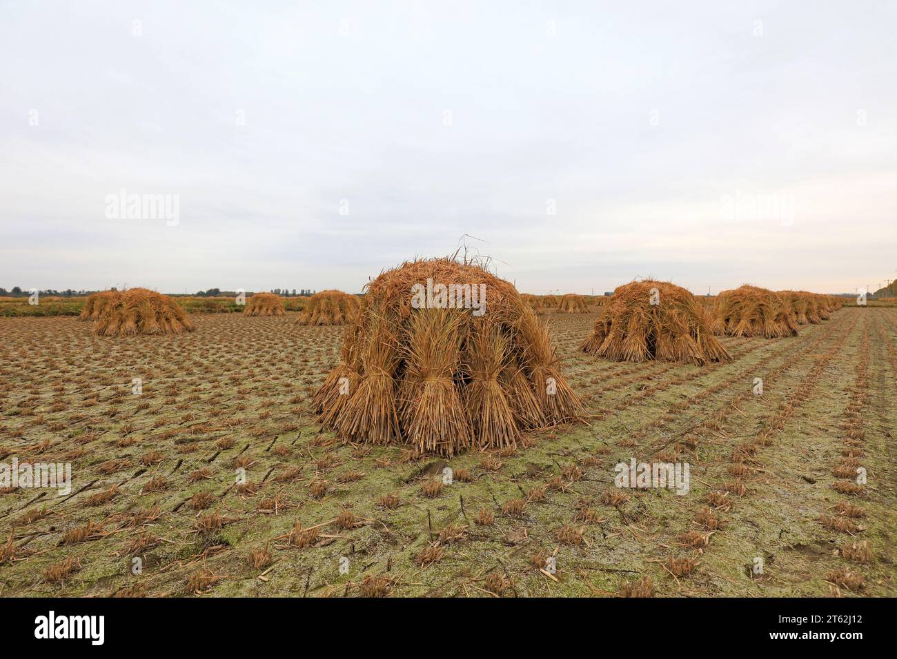 Rice weeds hi-res stock photography and images - Alamy