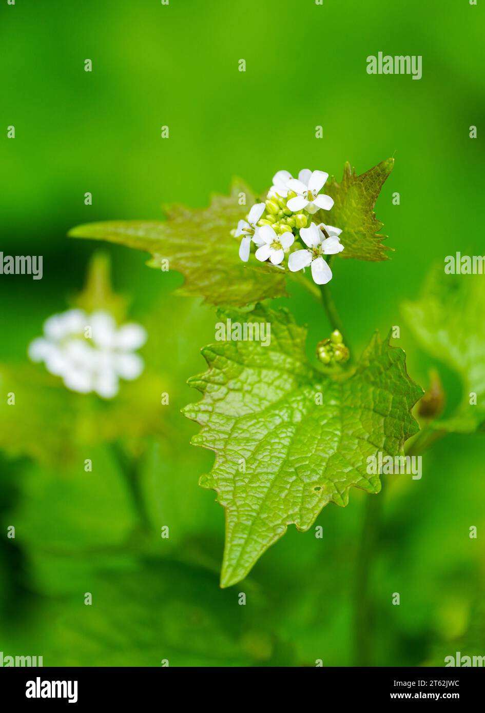 White flowers of garlic mustard. Flowering plant close-up against a green background. Alliaria petiolata. Stock Photo
