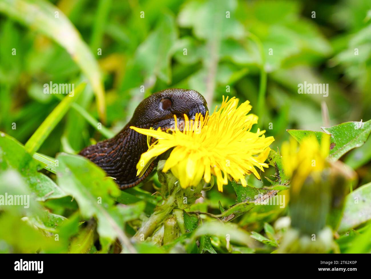 Close-up of a land slug on a yellow dandelion flower. Shell-less terrestrial gastropod mollusc. Stock Photo