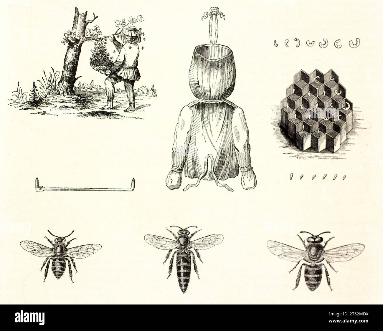 Apiculture related old illustrations. By unidentified author, publ. on Magasin Pittoresque, Paris, 1849 Stock Photo