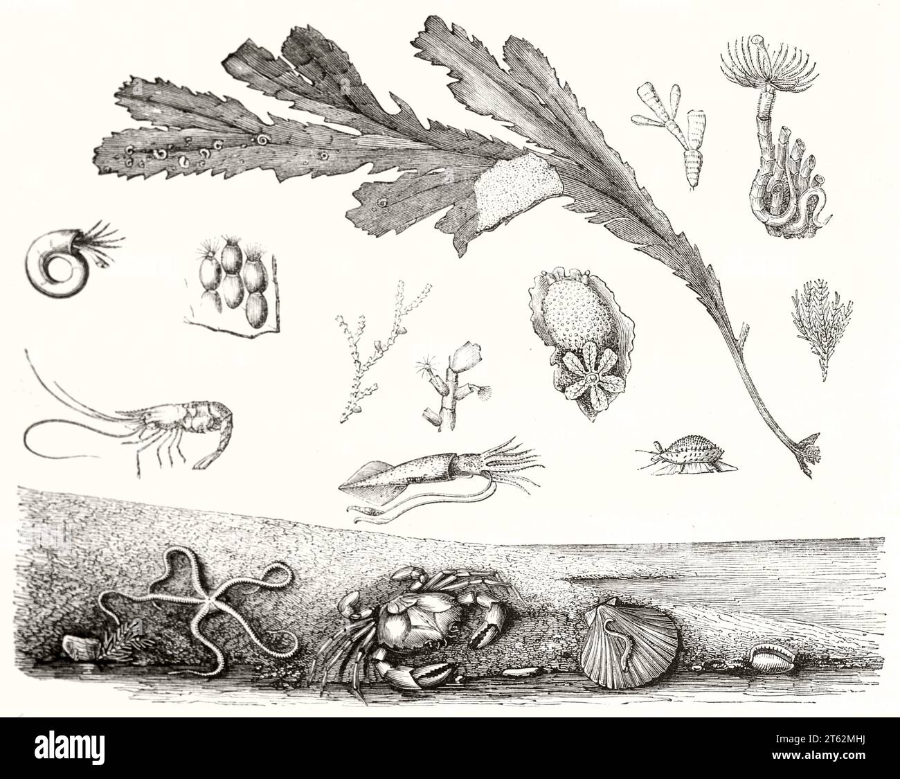 Old illustration of beach organisms. By Bevalet, publ. on Magasin Pittoresque, Paris, 1849 Stock Photo