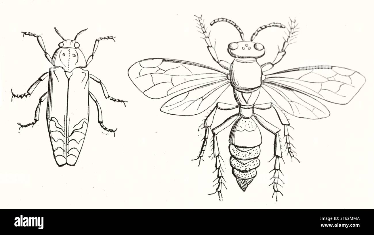 Old illustration of Buprestidae and Cerceris. By unidentified author, publ. on Magasin Pittoresque, Paris, 1849 Stock Photo