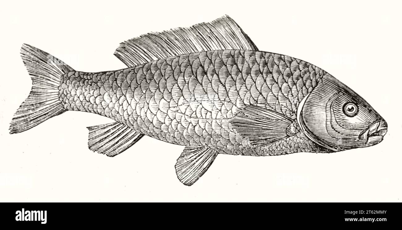 Old illustration of Cartesian diver fish. By unidentified author, publ. on Magasin Pittoresque, Paris, 1849 Stock Photo