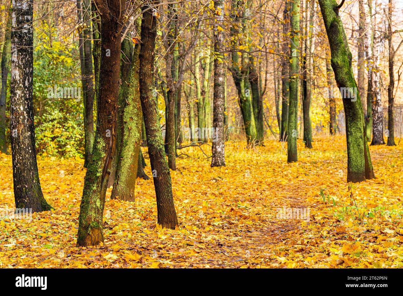 path in an autumn park strewn with yellow leaves. path in autumn park Stock Photo