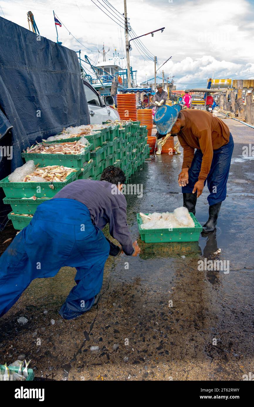 Samaesan fisherman village, Thailand, September 1, 2023: A worker pushes a tray filled with fish on to the wet floor to stack for prospective buyers. Stock Photo