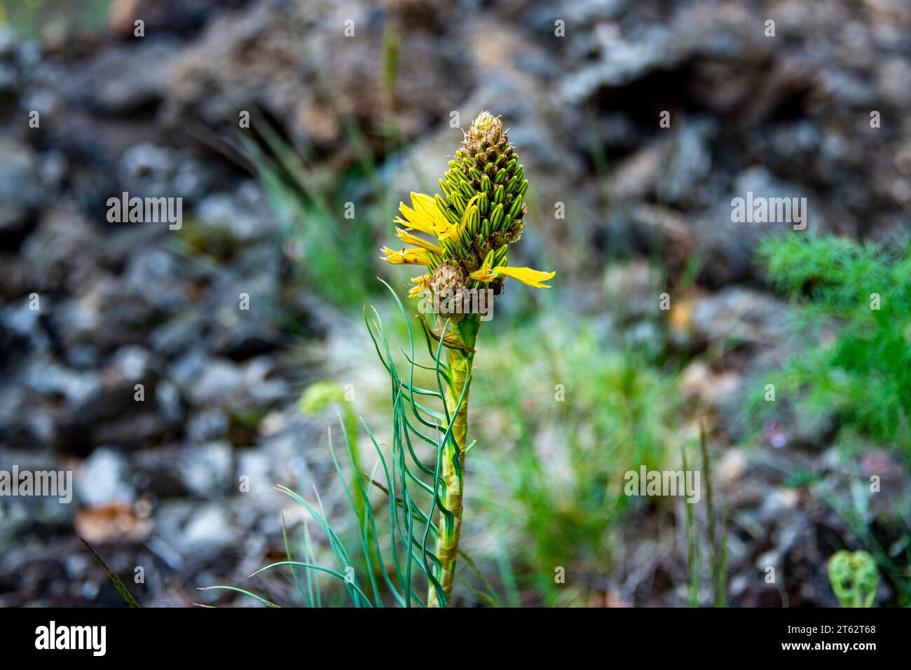 King's Spear Plant (Asphodeline Lutea) Stock Photo