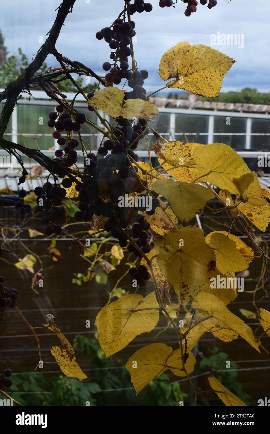 yellow leaves and red grapes Stock Photo