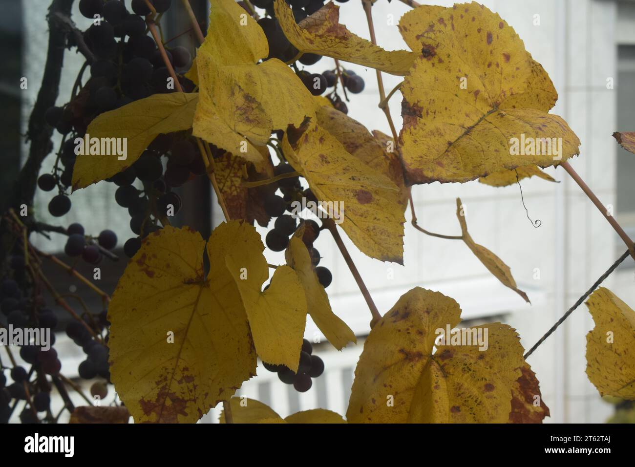 yellow leaves and red grapes Stock Photo