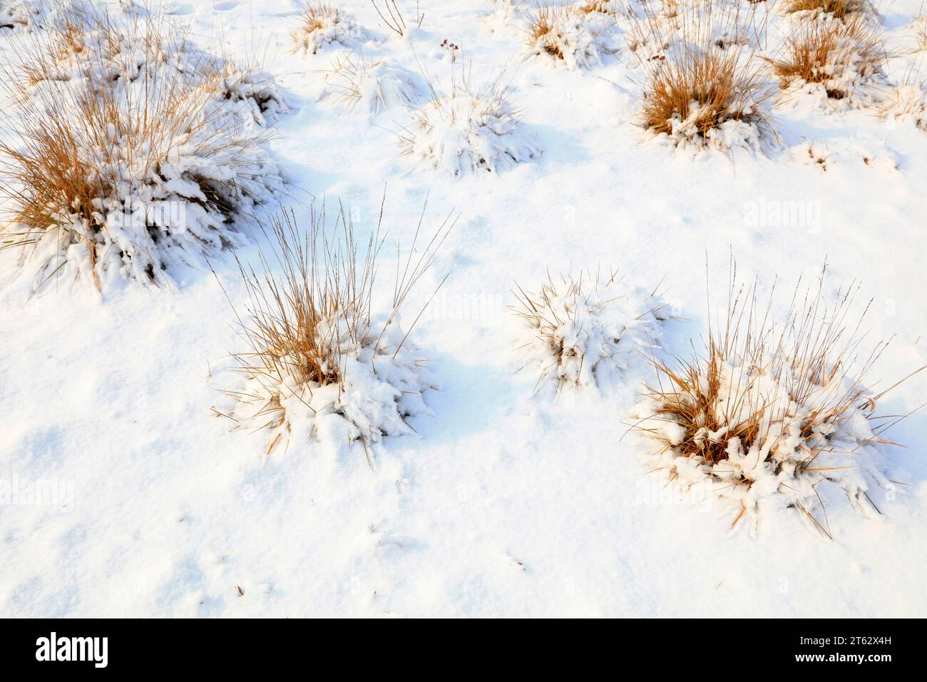 Withered grass in snow hi-res stock photography and images - Alamy