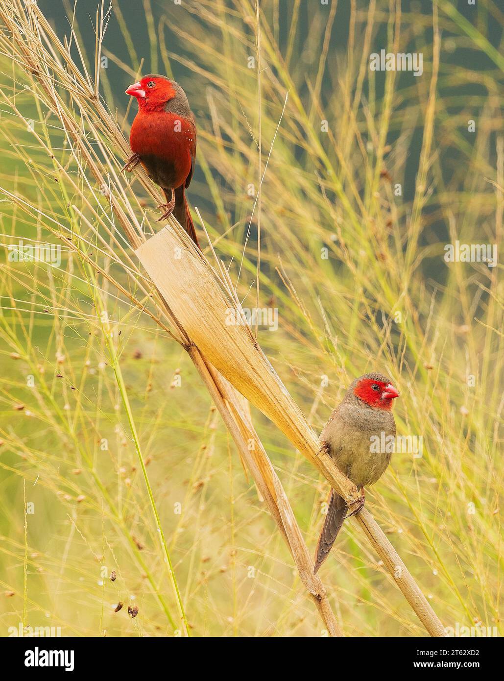 Crimson Finches (Neochimia phaeton) in their natural habitat, Crimson finches feature a distinctively bright crimson coat and a long red tail. Stock Photo