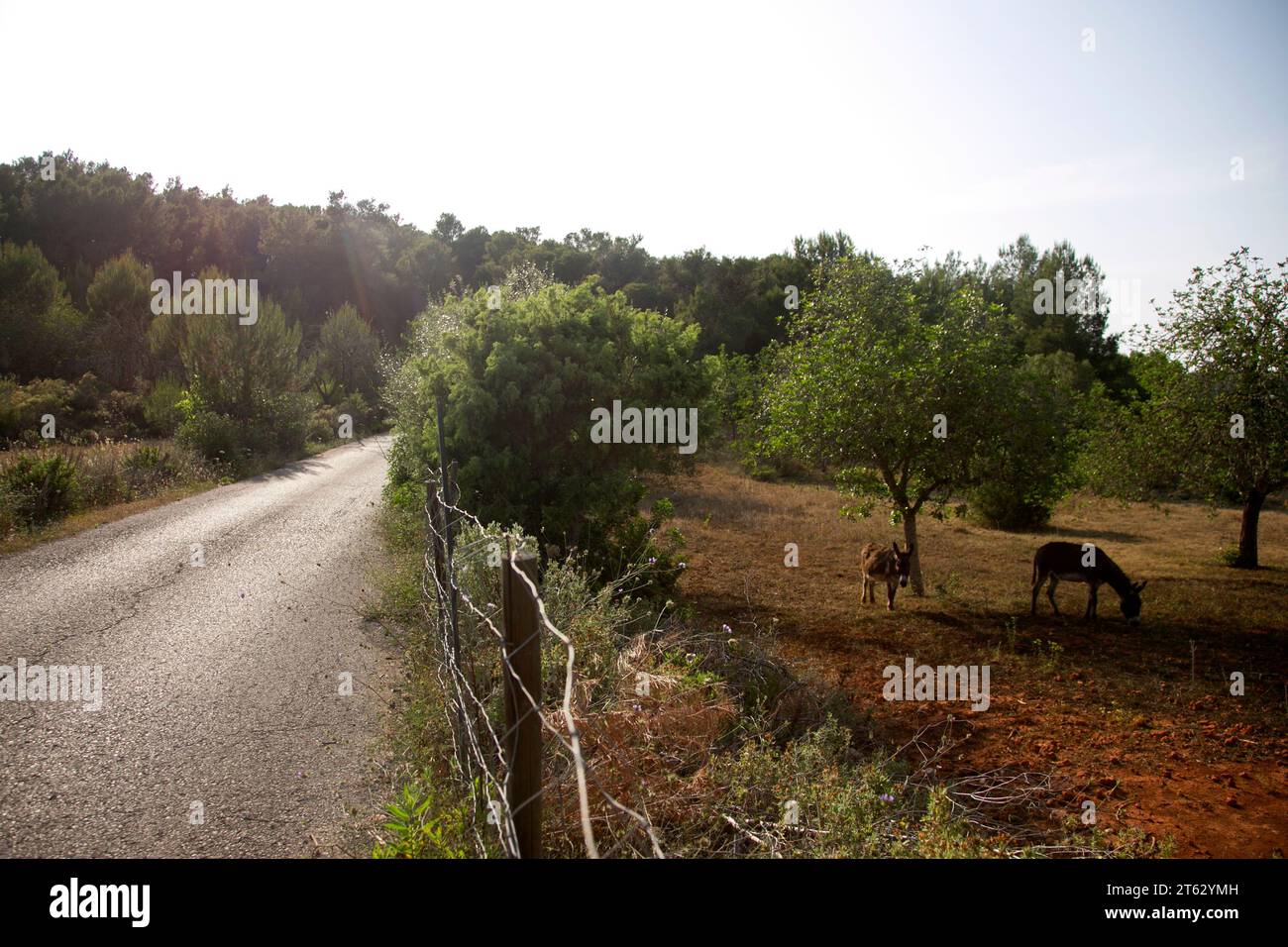 Donkeys in the field of a farm in Ibiza in the north of the island. Stock Photo