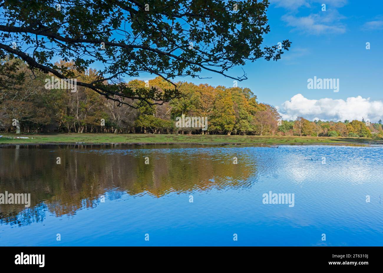 Flooded field at Ashurst, New Forest, UK Stock Photo Alamy