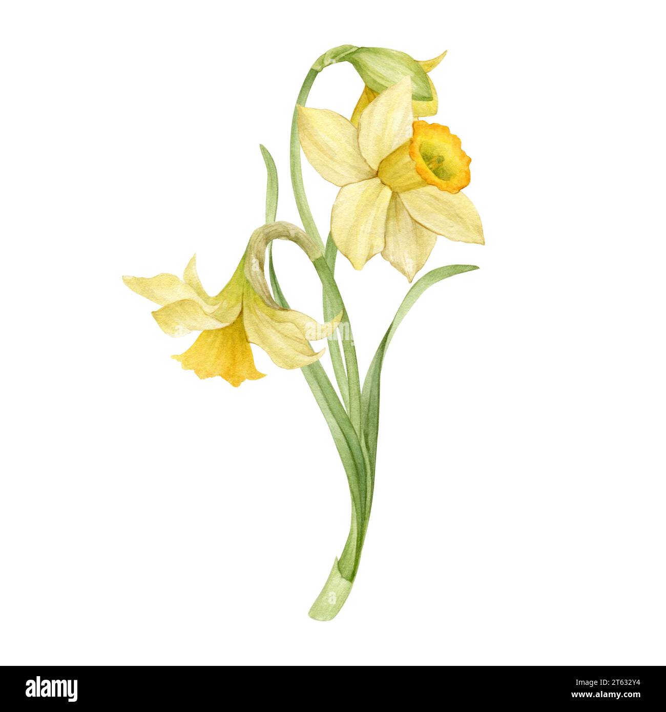 Watercolor hand drawn yellow narcissus. Watercolor spring flowers. Botanical illustration of daffodils for typography, prints and your design Stock Photo