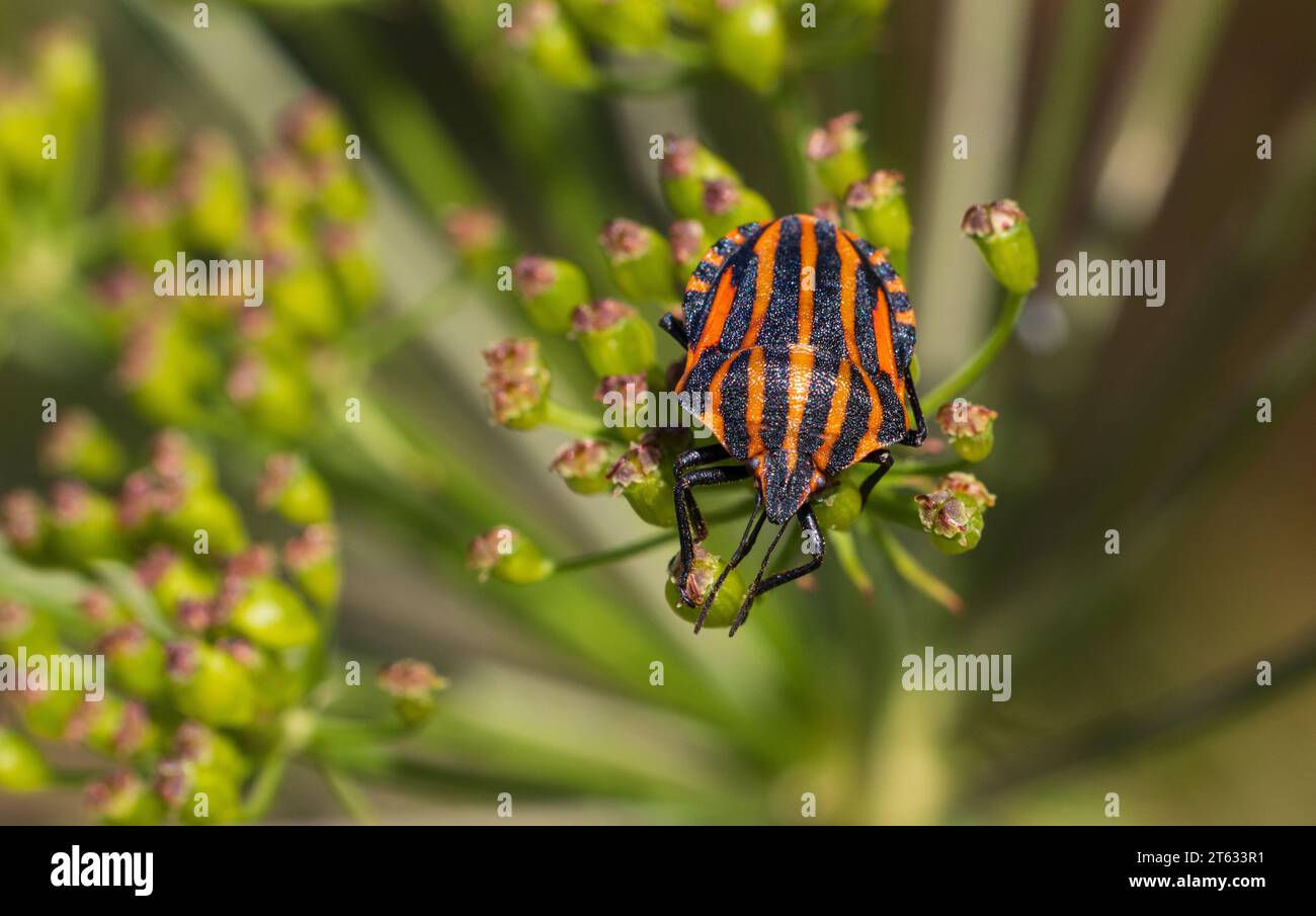Single Minstrel Bug (Graphosoma italicum) closeup on plant, Podlaskie Voivodeship, Poland, Europe Stock Photo