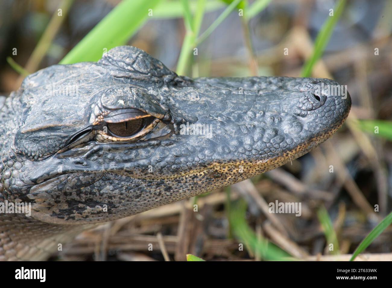 A closeup shot of an Alligator's eye. Stock Photo