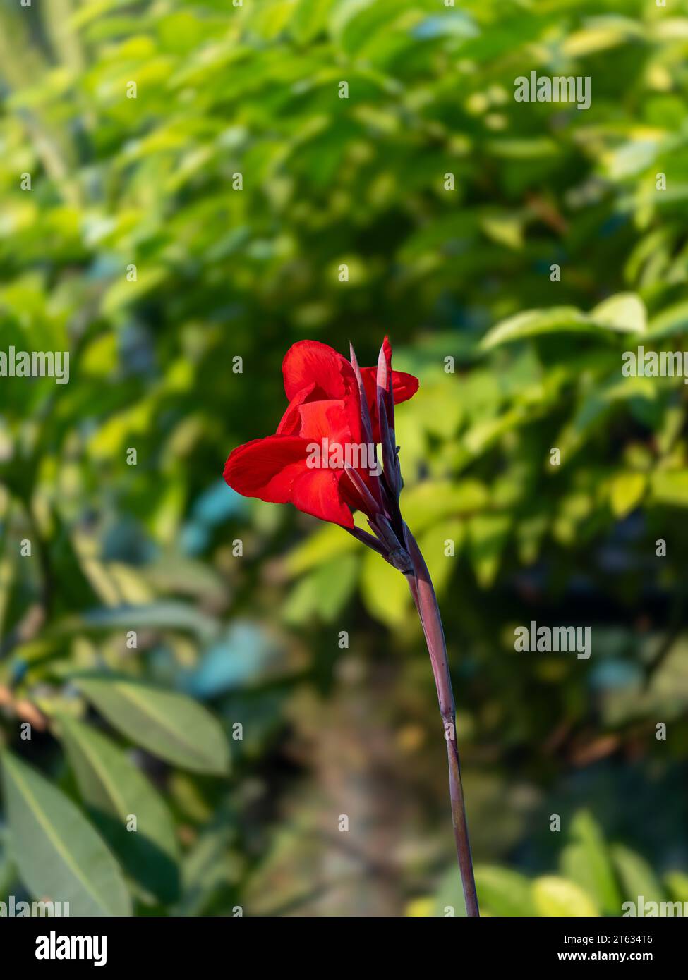 Beautiful Flowers images mostly Red Rose Images. This photo captured ...
