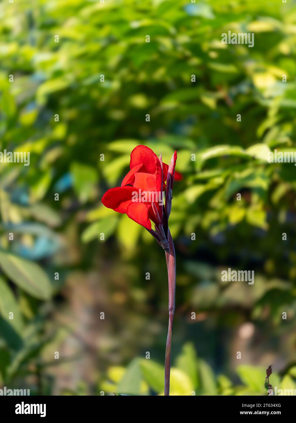 Beautiful Flowers images mostly Red Rose Images. This photo captured ...