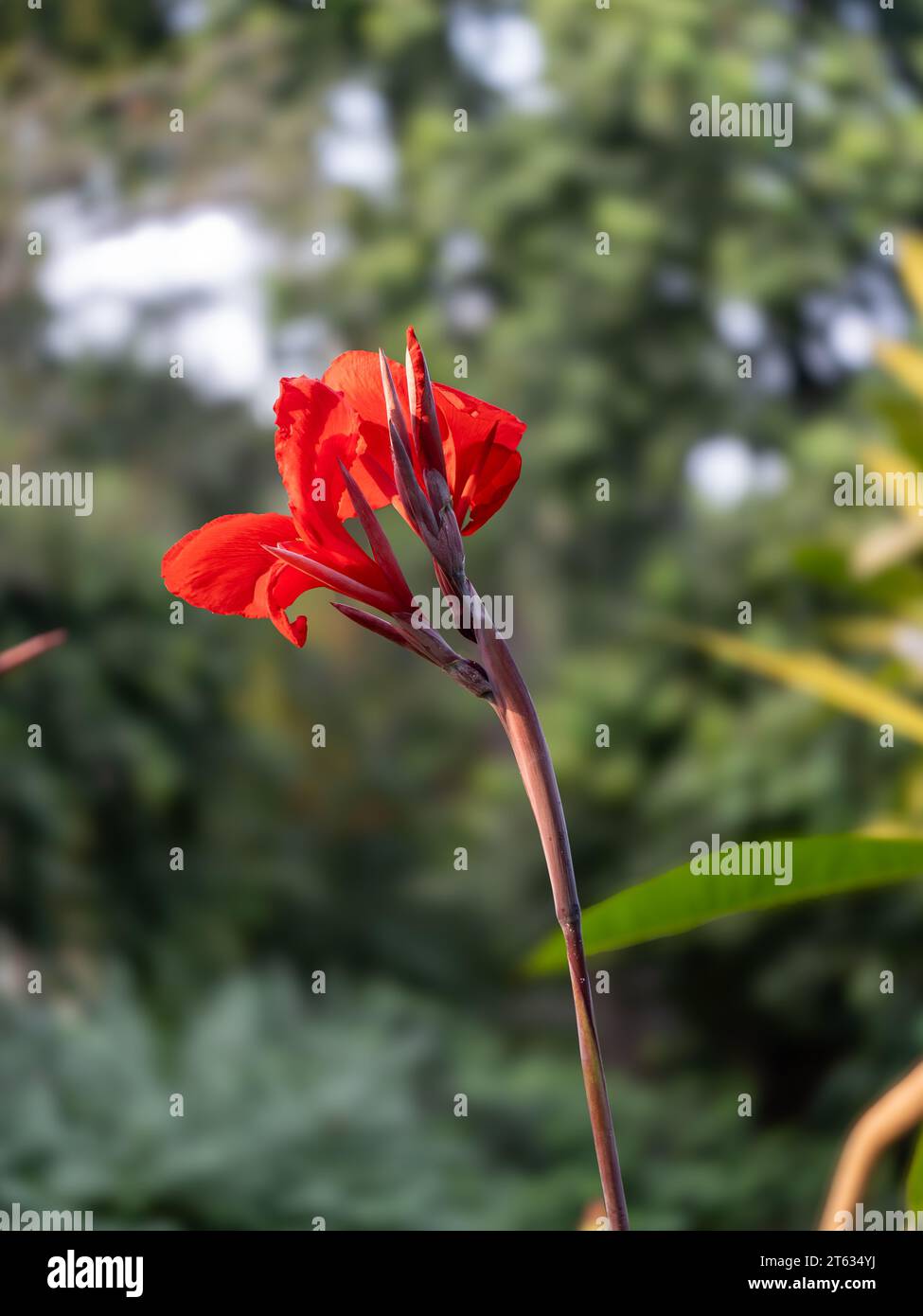 Beautiful Flowers images mostly Red Rose Images. This photo captured ...
