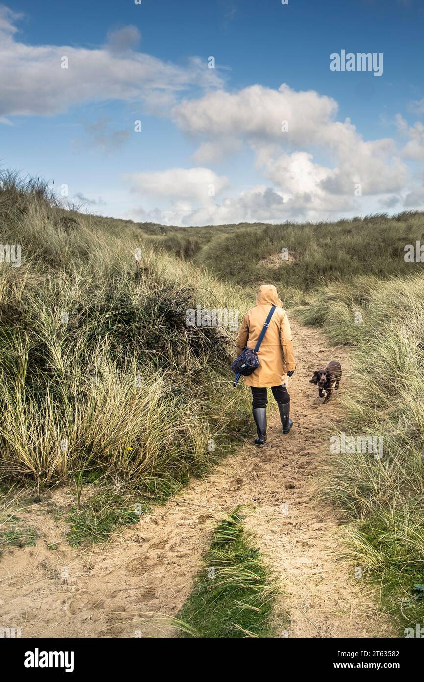 A dog walker walking a dog along a sandy footpath through the massive Sand dune system at Holywell Beach in Newquay in Cornwall in the UK.  The dune s Stock Photo
