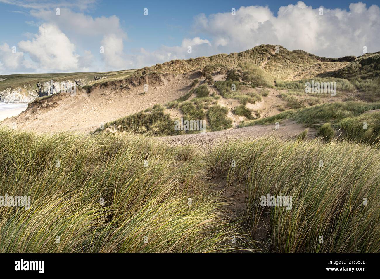 Marram Grass growing and stabilizing stabilising the massive Sand dune