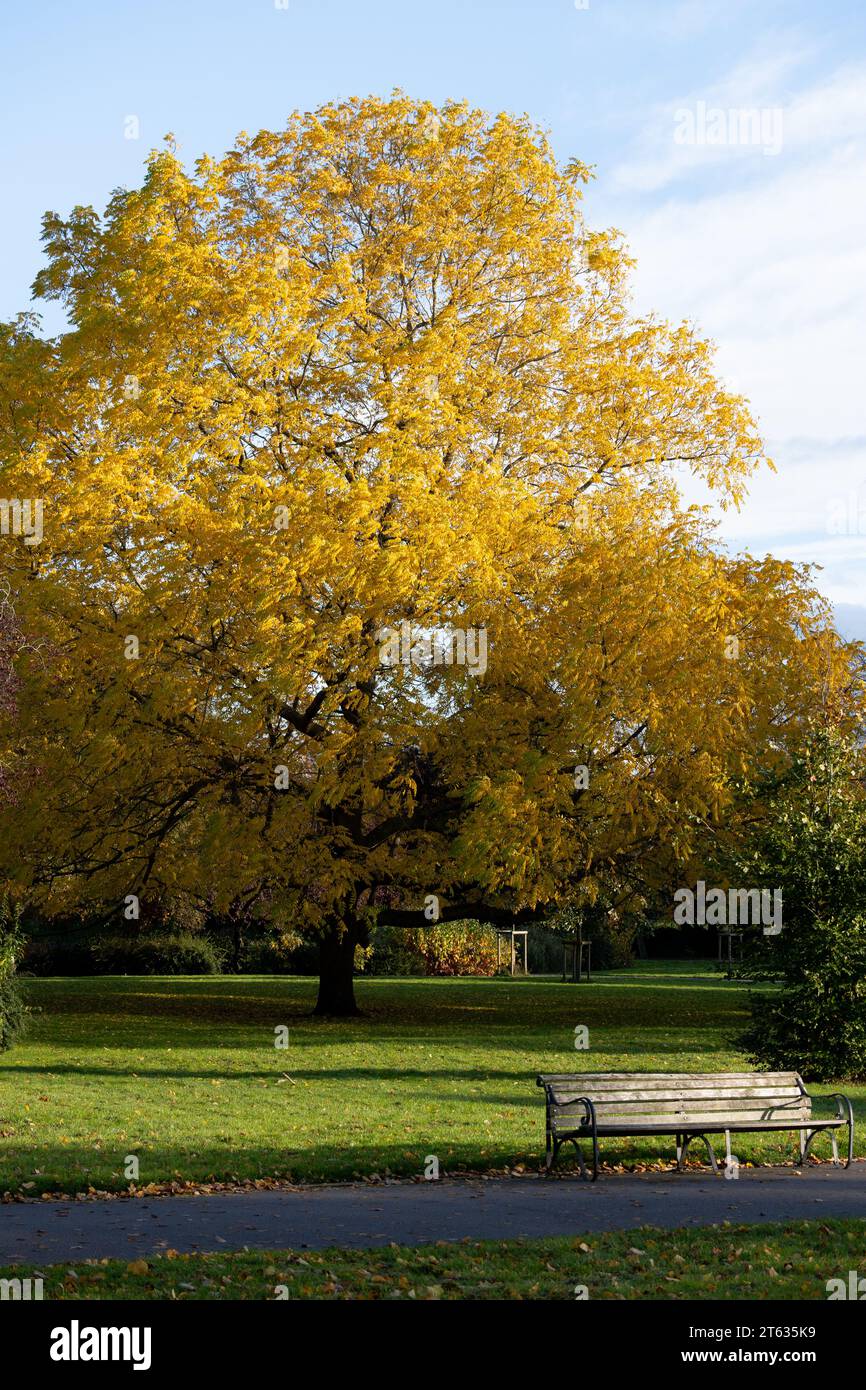 Ailanthus altissima tree in St. Nicholas Park in autumn, Warwick, Warwickshire, England, UK Stock Photo