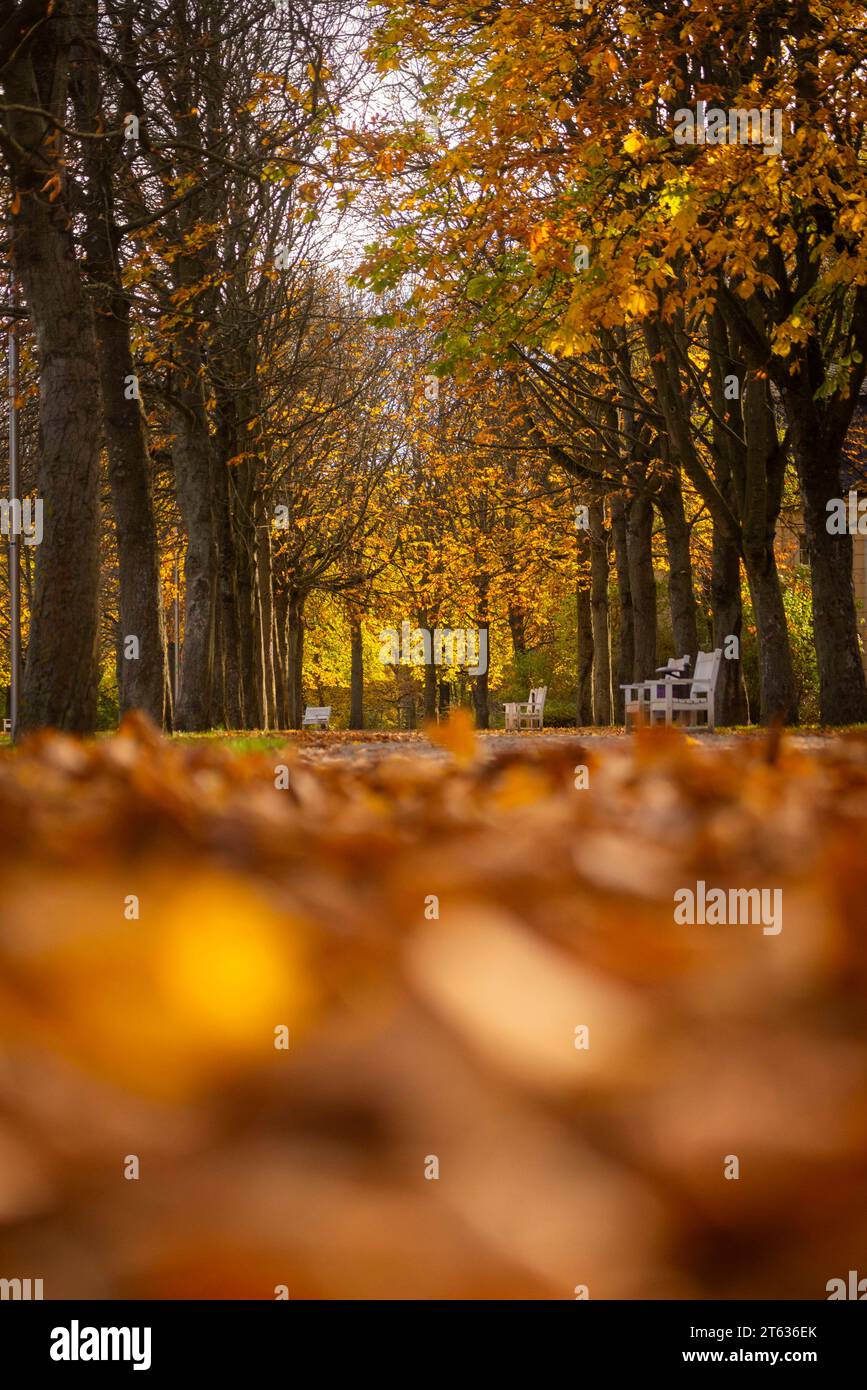 Grosser Garten im Herbst Der Große Garten in Dresden ist eine