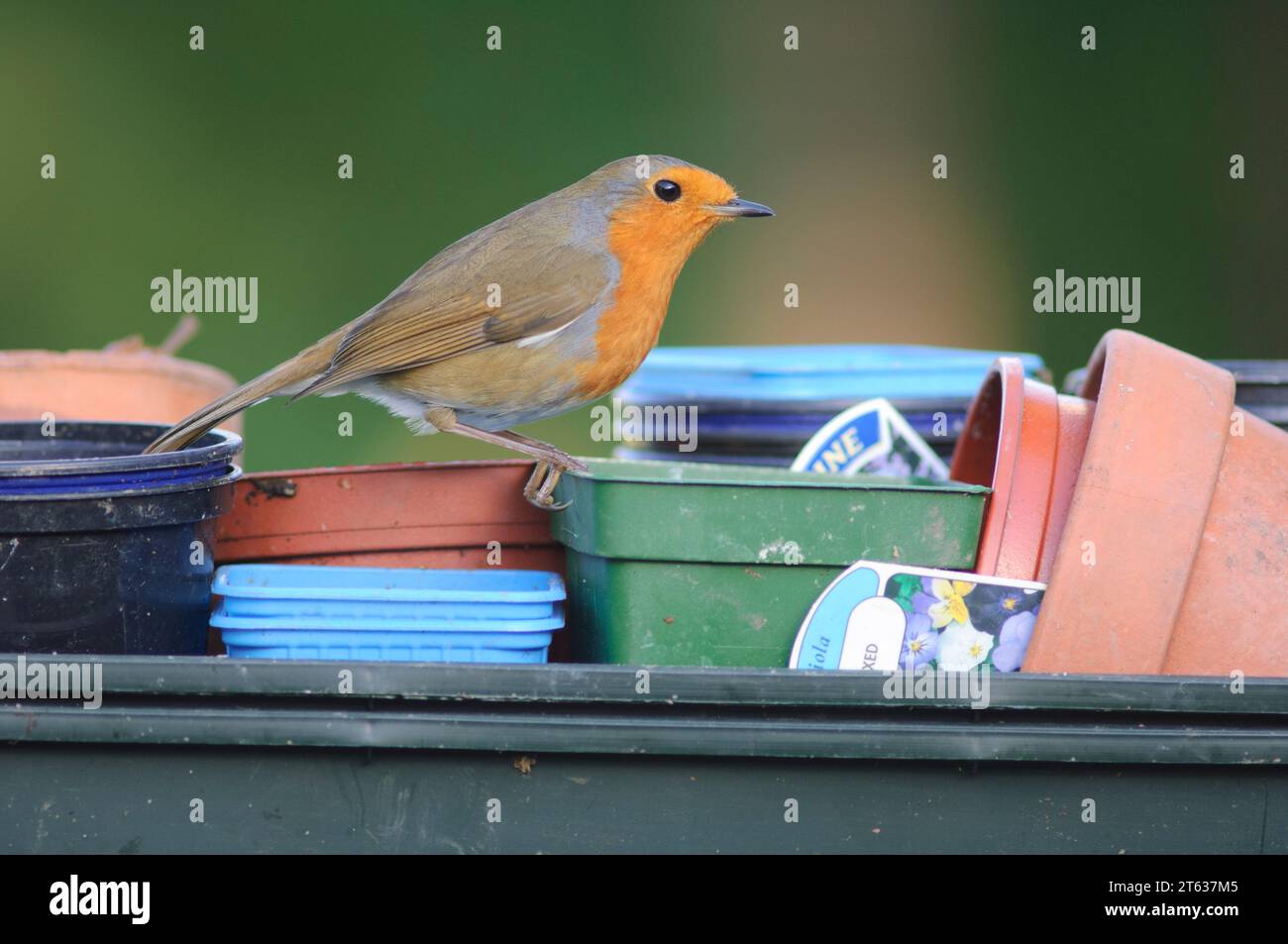 European robin Erithacus rubecula, perched on tray of plant pots in garden, County Durham, England, UK, November. Stock Photo