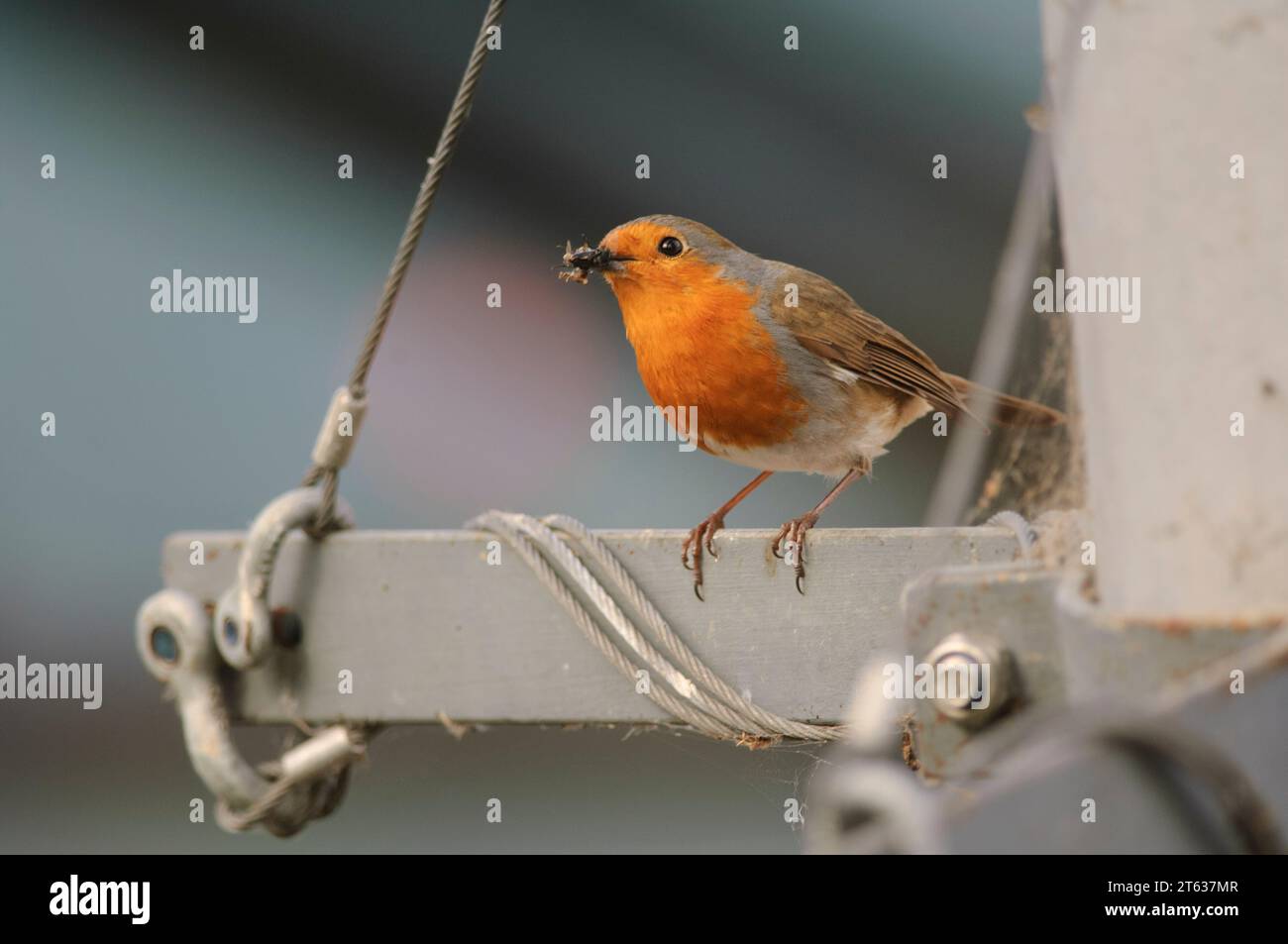 European robin Erithacus rubecula, with insect food for young in nest nearby, perched on industrial window opening device at garden centre, Cornwall, Stock Photo