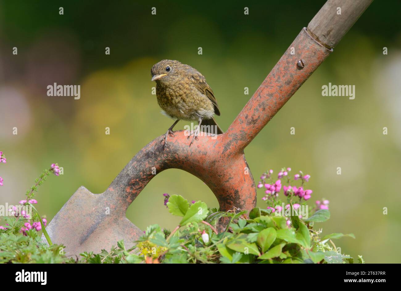 European robin Erithacus rubecula, juvenile perched on garden hoe, County Durham, England, UK, August. Stock Photo